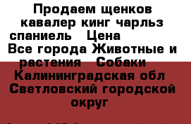 Продаем щенков кавалер кинг чарльз спаниель › Цена ­ 60 000 - Все города Животные и растения » Собаки   . Калининградская обл.,Светловский городской округ 